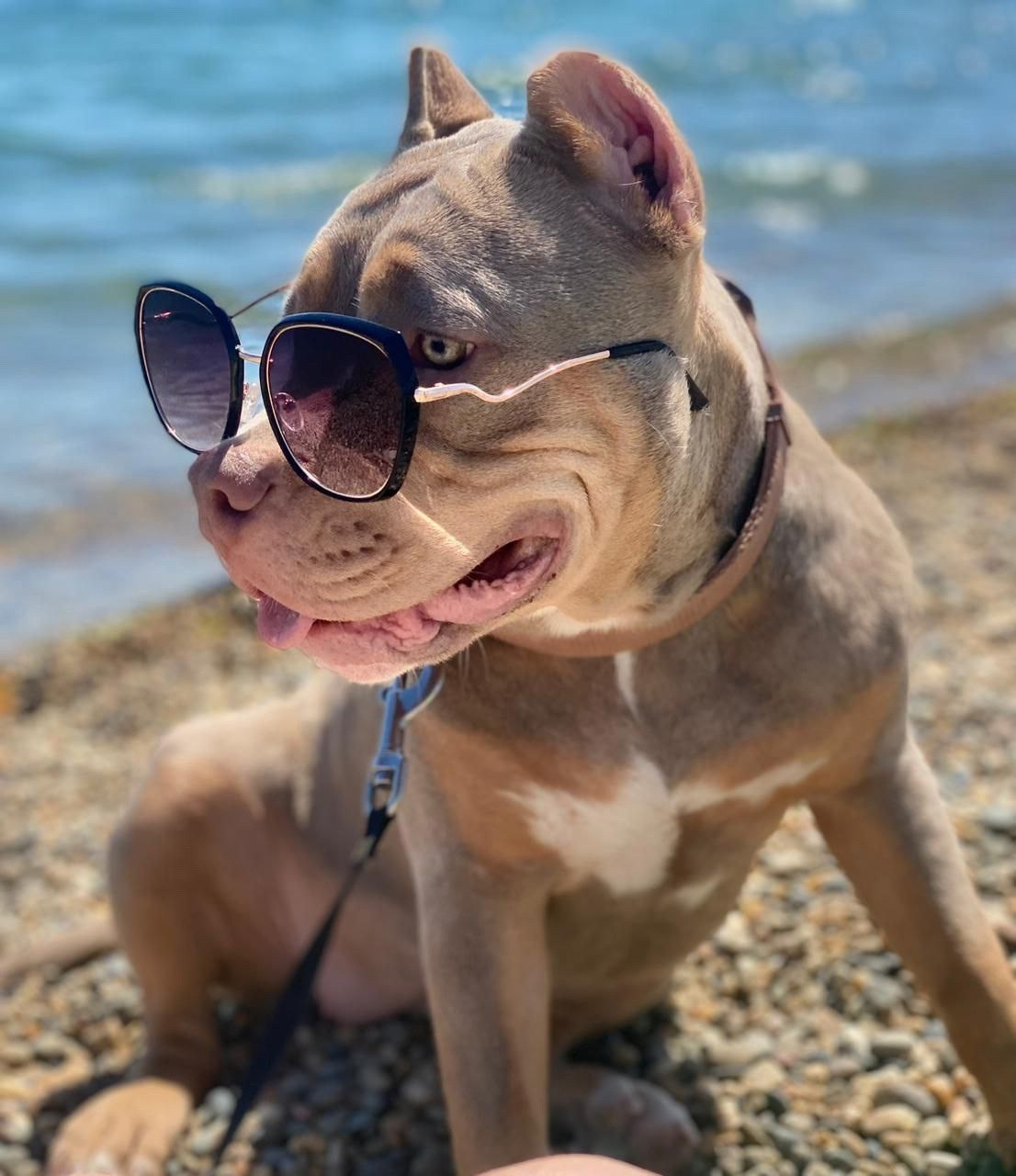 Вязка Американских булли в Белоруссии