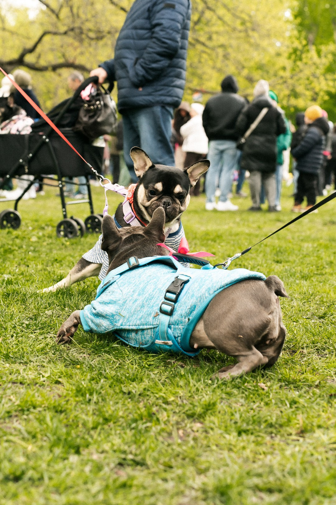 Парад Бульдогов. Axenov_eugene
