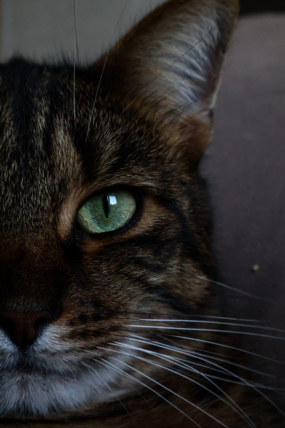 ANIMALS. Элиз — фотограф в Москве. Снимаю людей, архитектуру, город, животных и создаю визуальный контент для брендов