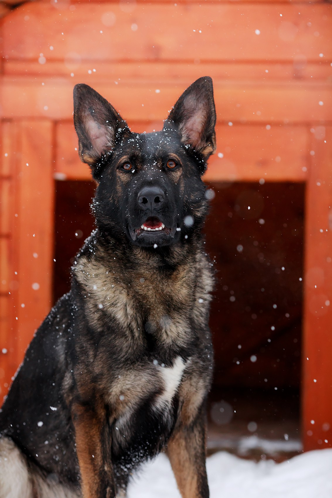 Зимние портреты. Фотограф-анималист Mary Mart — Москва, Питер