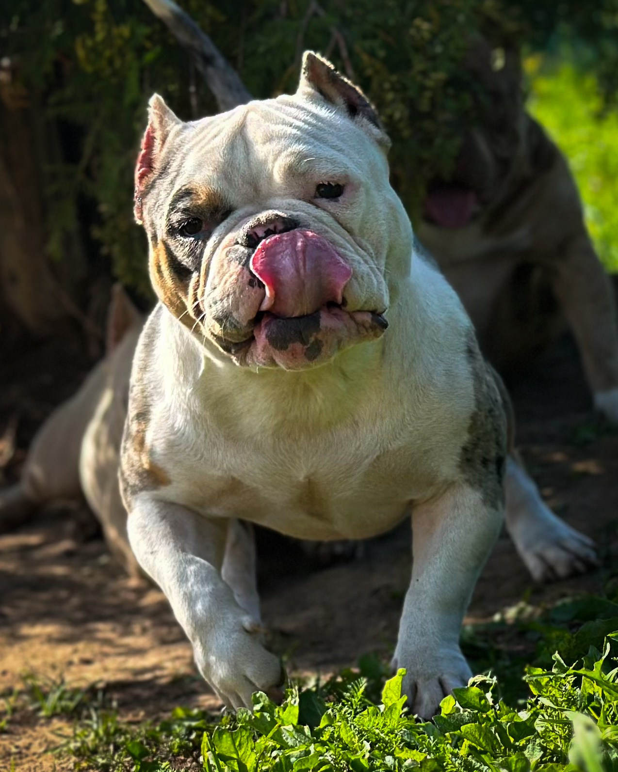 Saint-P Bully's Dynasty. Питомник американских булли Bounty Pride Bully