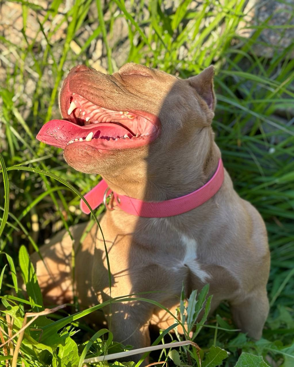 Minie Mouse. Питомник американских булли Bounty Pride Bully