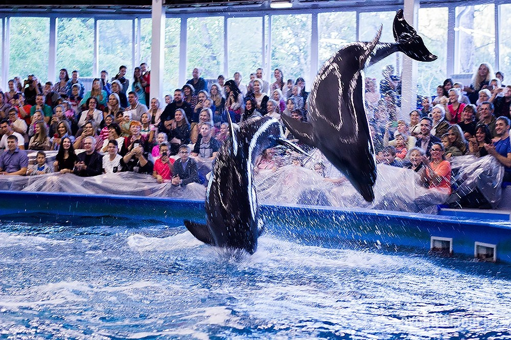Дельфинарий. Детский и семейный фотограф, фотограф мероприятий Нижний Новгород