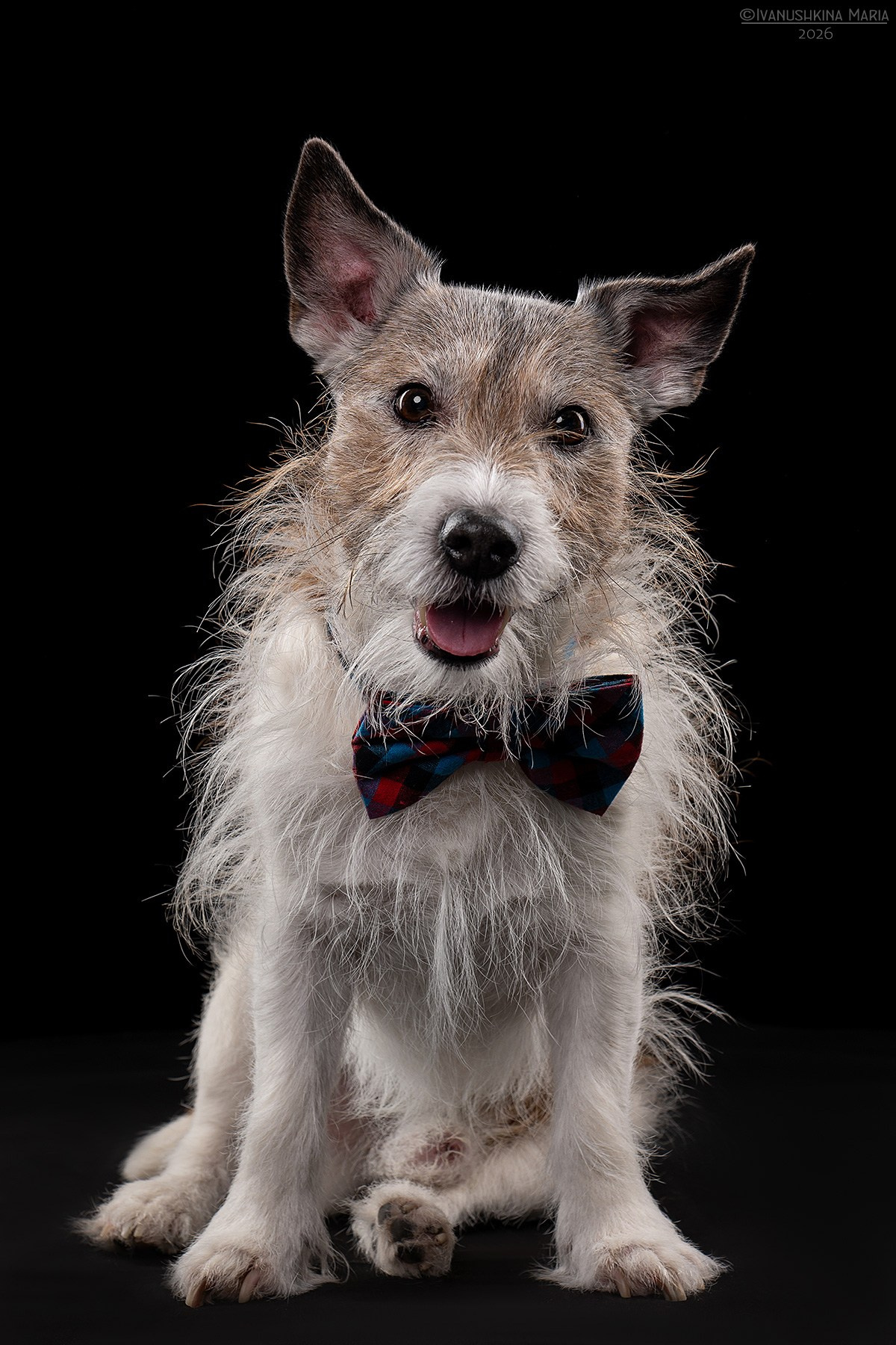 Фотосессия собаки в студии. Фотограф собак в Москве и Московской области Иванушкина Мария