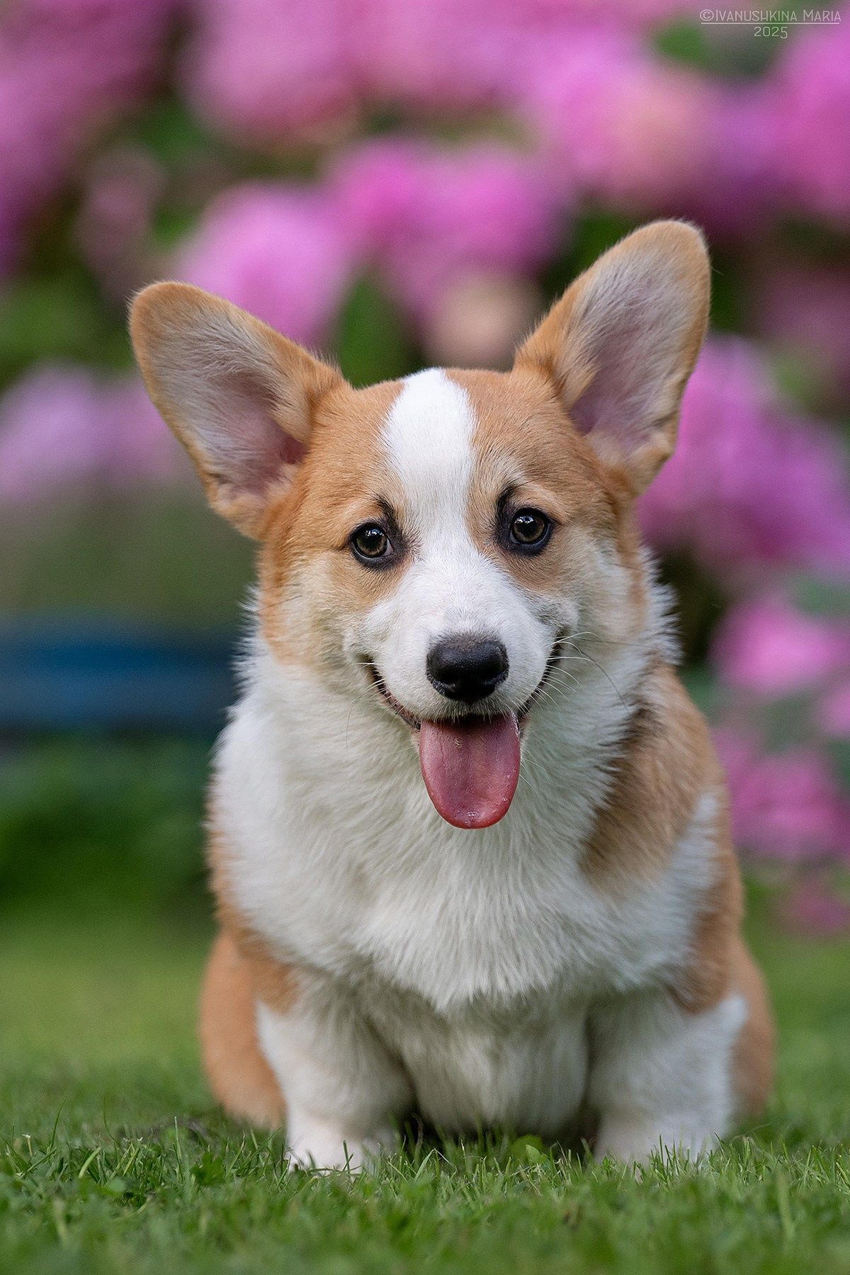 Фотосессия щенков на продажу. Фотограф собак в Москве и Московской области Иванушкина Мария