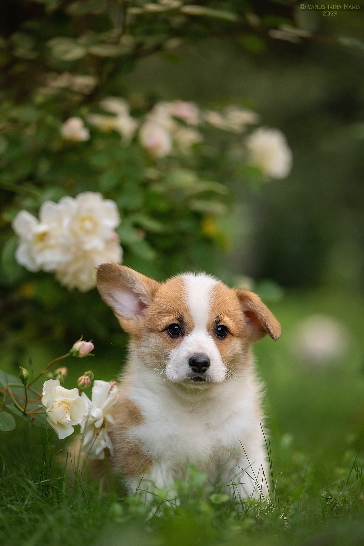 Фотосессия щенков на продажу. Фотограф собак в Москве и Московской области Иванушкина Мария