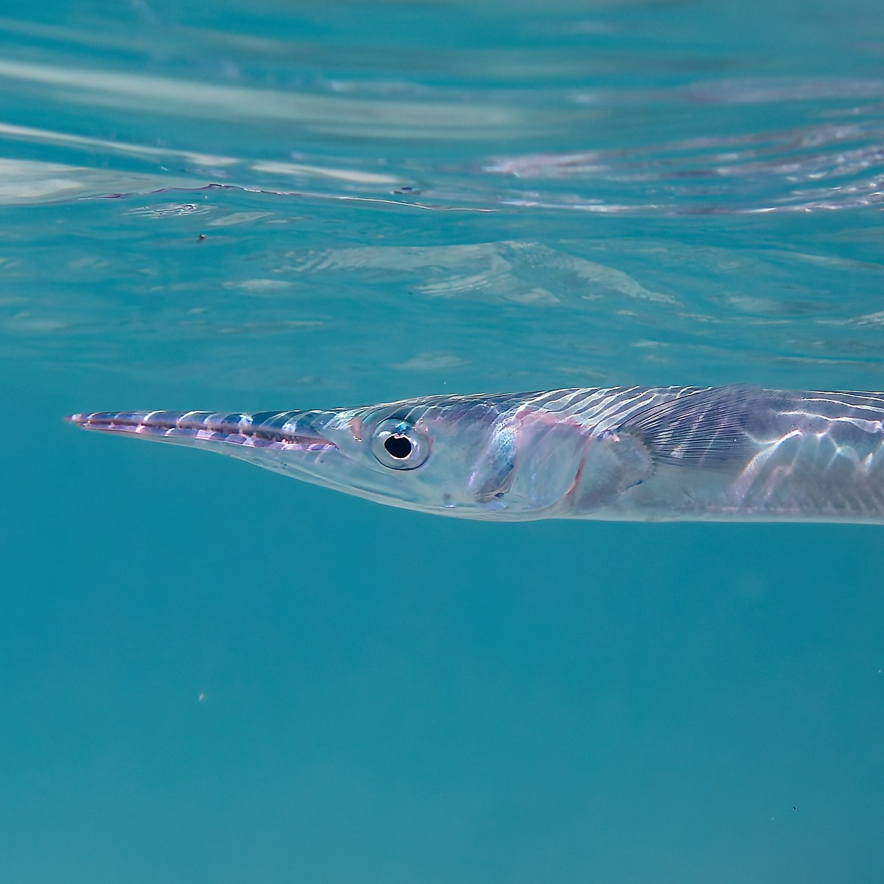 Мне посмотреть. Рыбов показываю