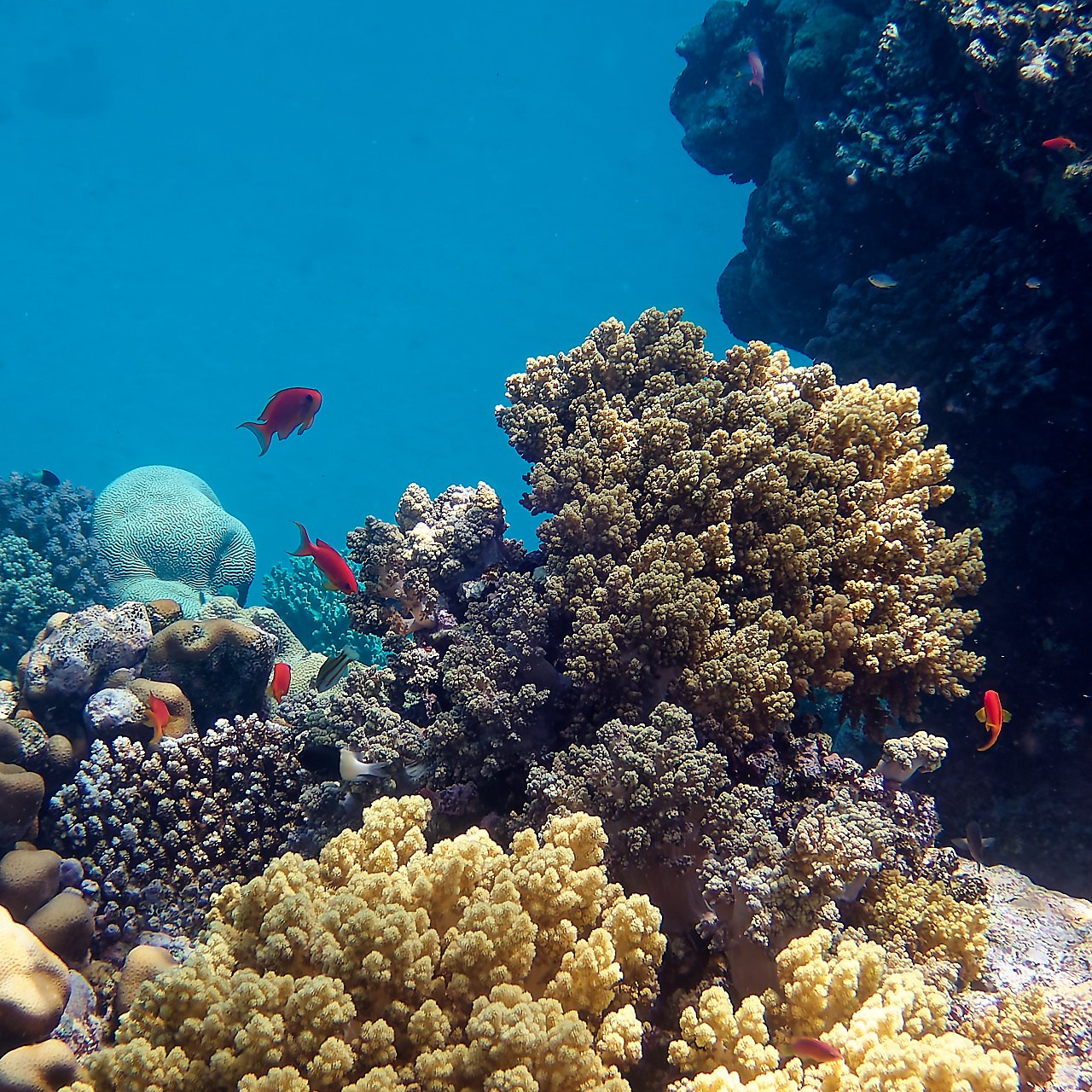 Мне посмотреть. Рыбов показываю