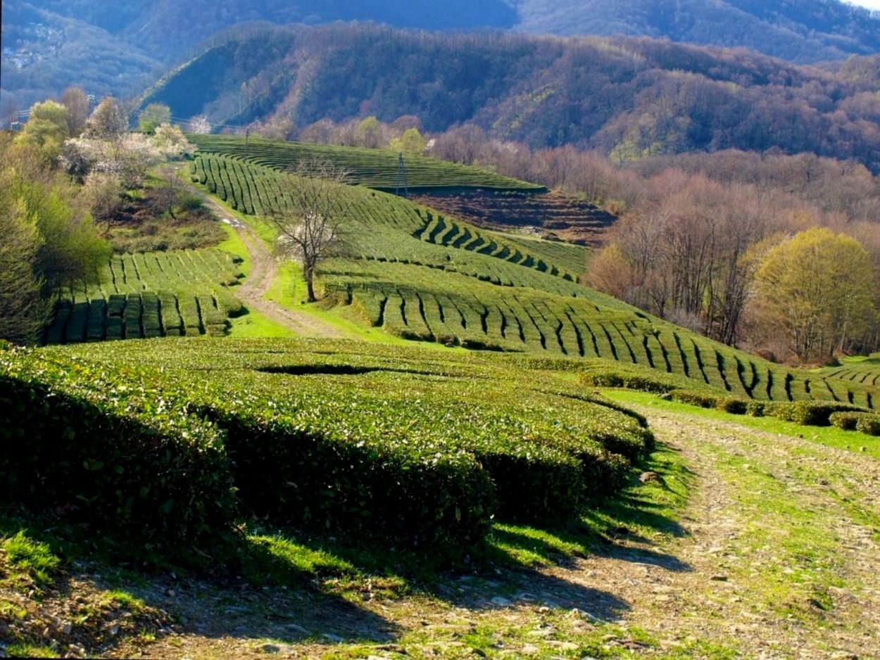 КРАСИВЫЕ МЕСТА В СОЧИ. Свадебный и семейный фотограф/видеограф в Краснодаре Наталья Осинская