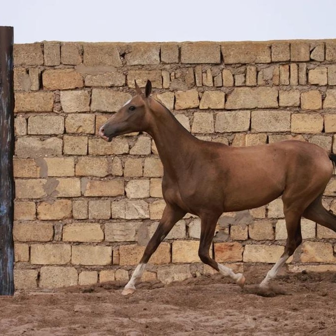 Баллюстрада. Продажа ахалтекинских и полукровных лошадей