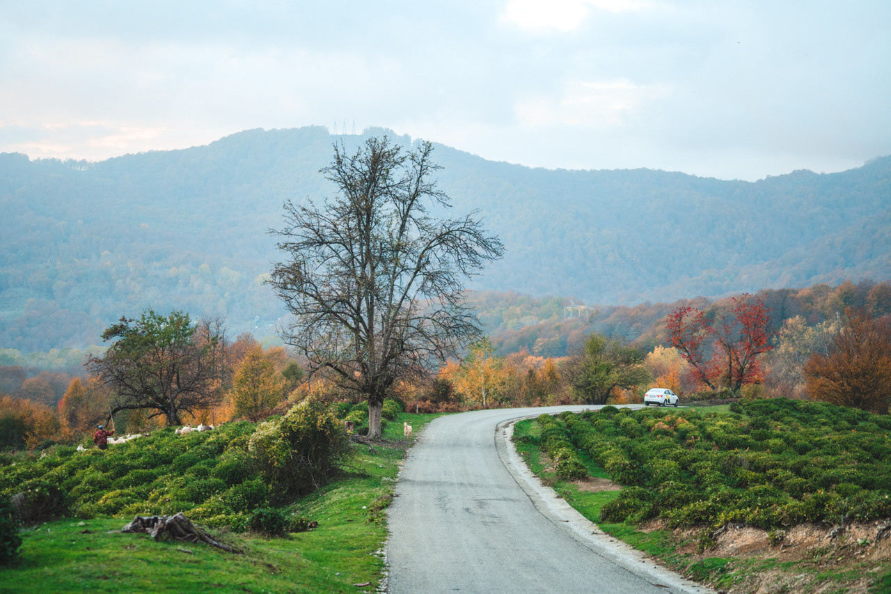 Сочи, я люблю тебя! 💚. Живые снимки! Фотограф Даша Бендер