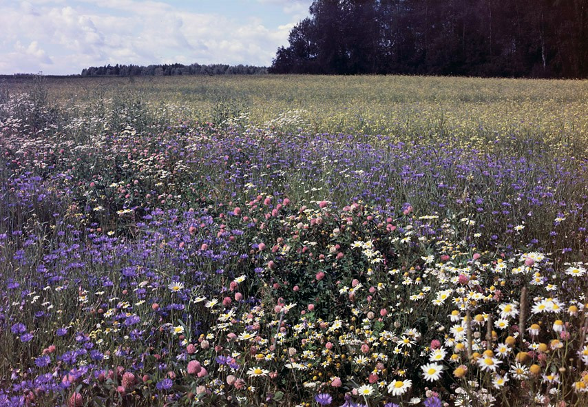 Лето. ВАДИМ ГИППЕНРЕЙТЕР — ВЕЛИКИЙ ФОТОГРАФ ЗЕМЛИ РУССКОЙ