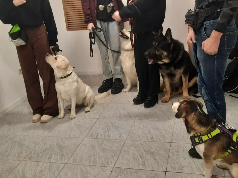 Практические занятия по дрессировке. НРОО КЦ "Собаковод"