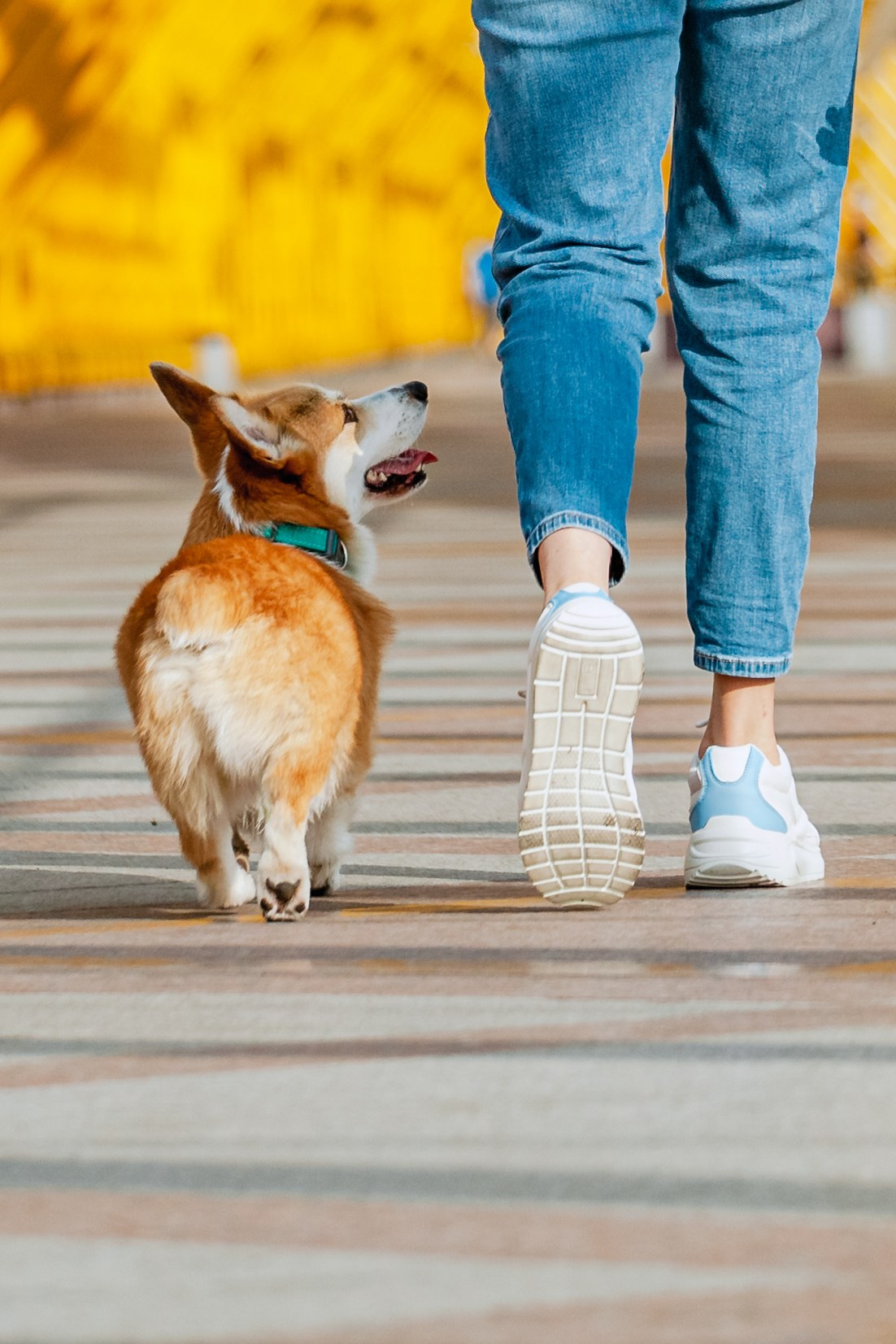 Андреевский мост. Фотограф-анималист Татьяна Степанова