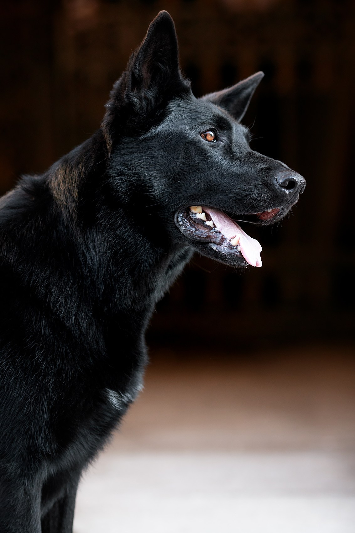 Алена, Кай и Мара. Фотограф-анималист Mary Mart — Москва, Питер