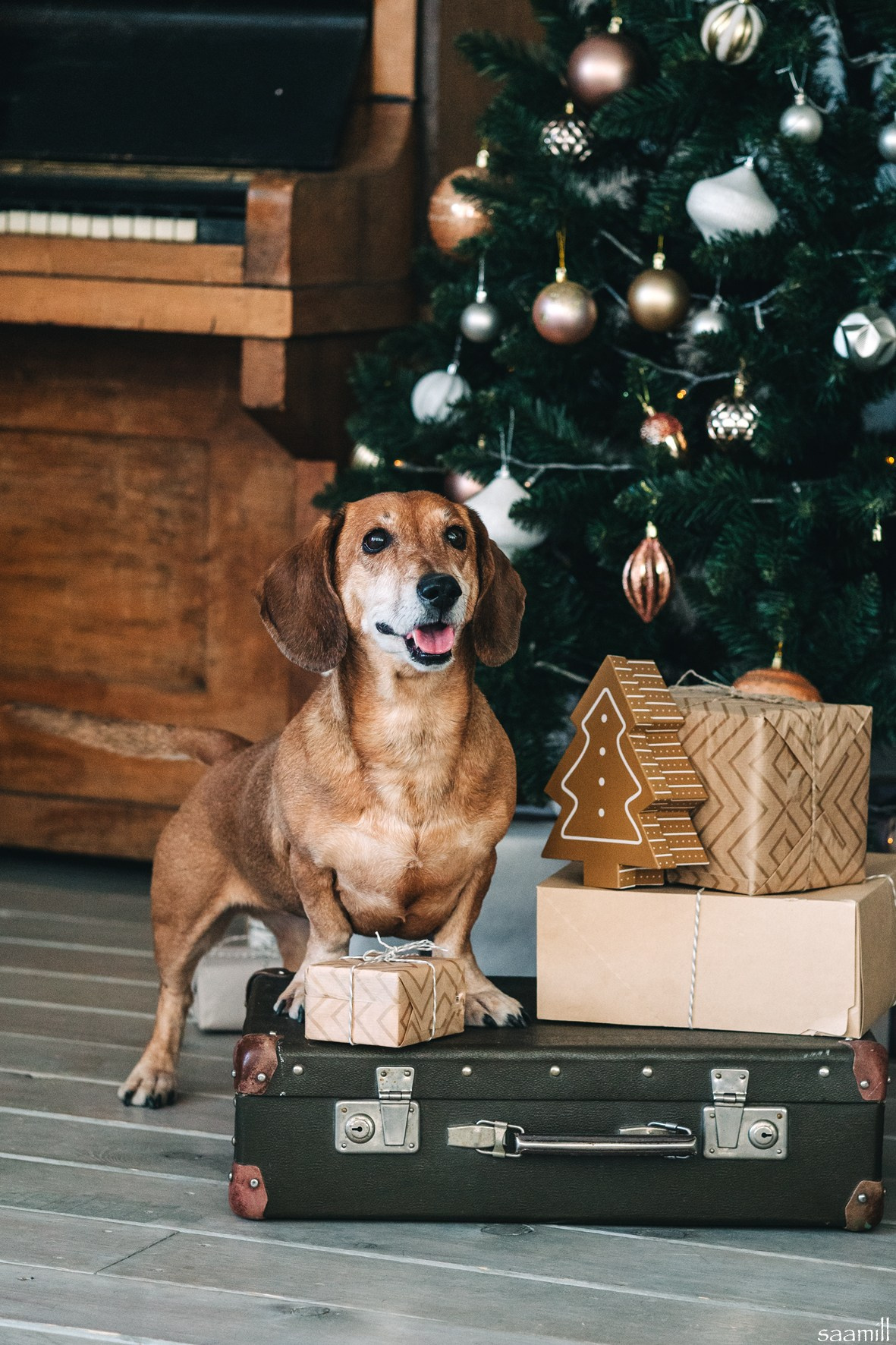 Life with dog. Saamill