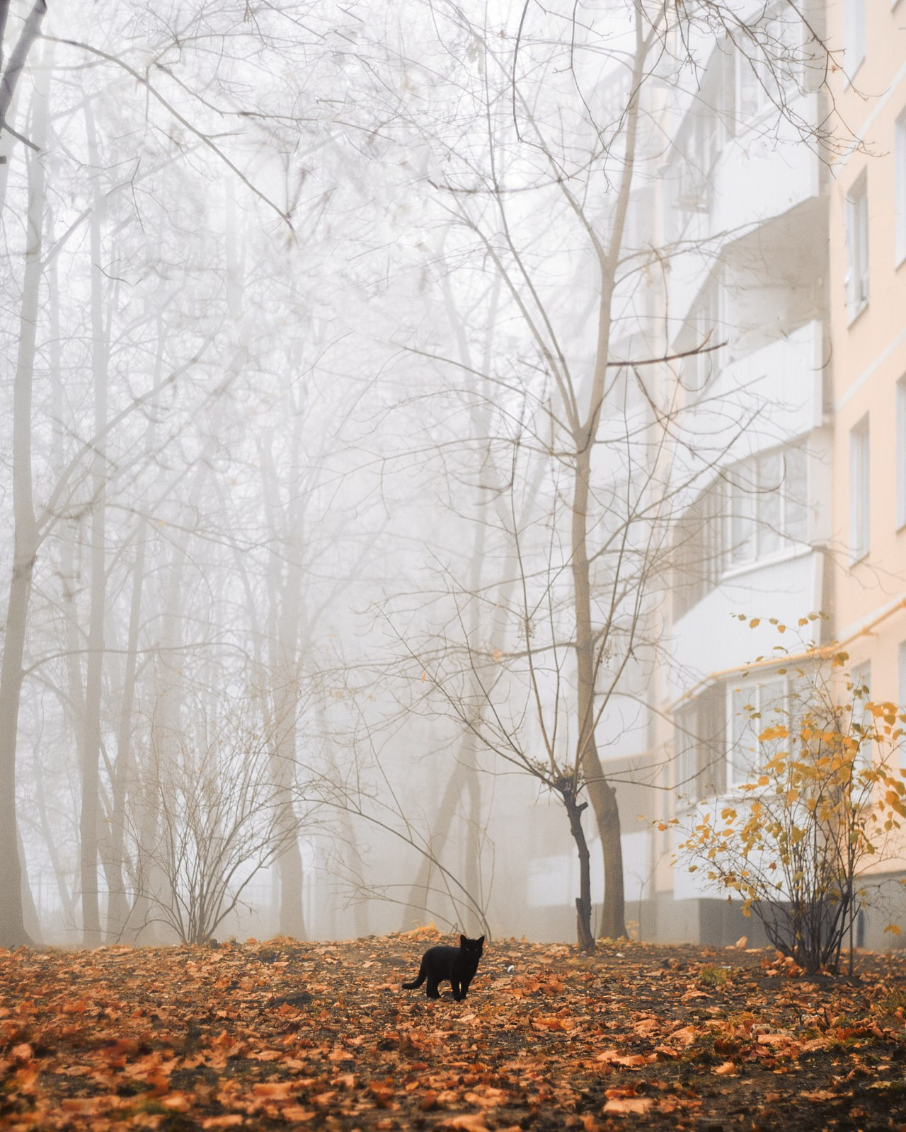Москва. Фотограф и оператор мероприятий, концертов и портретов в городе Москва