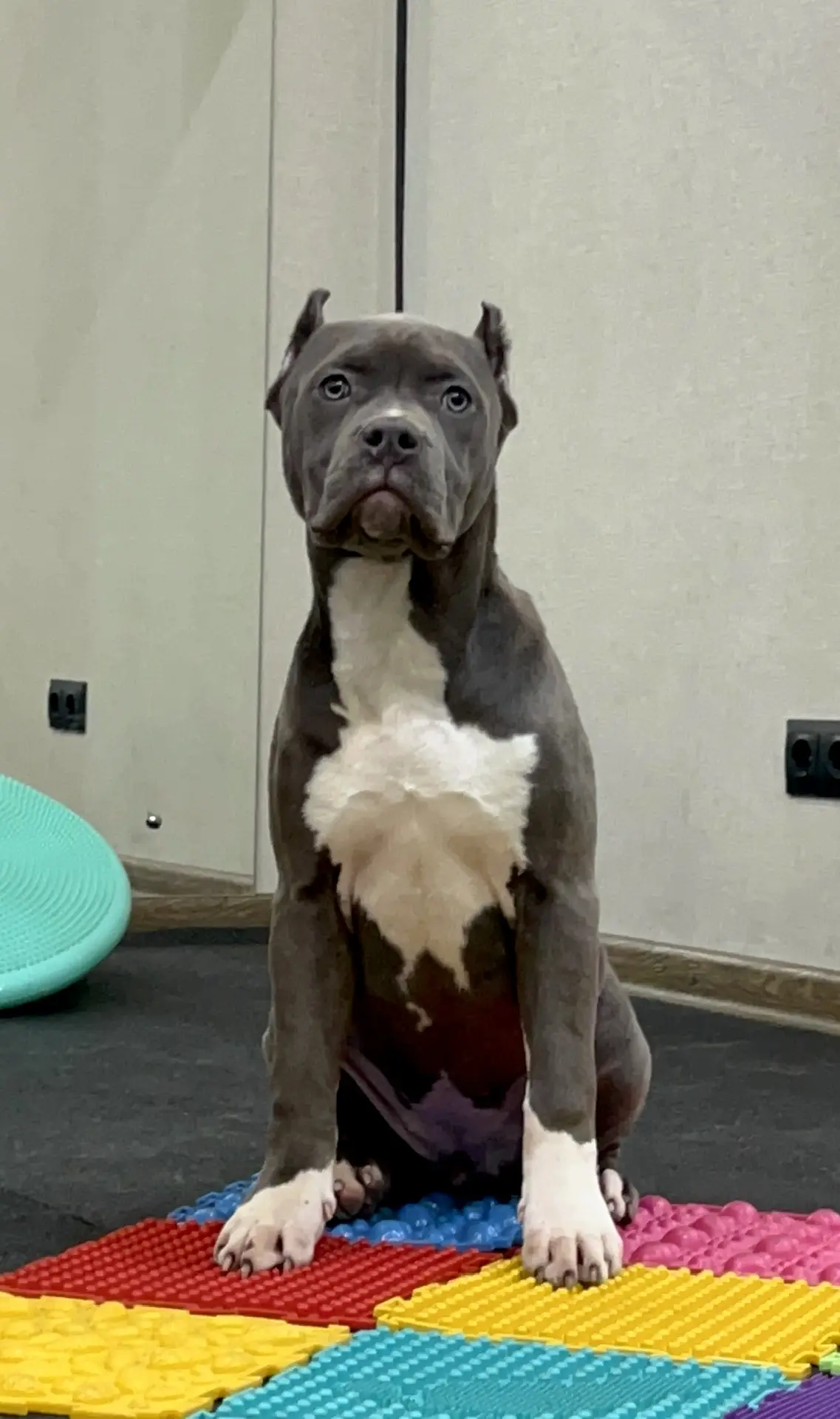 Все свободные щенки. Американские булли XL в г. Калининград. Питомник Great Bully UNIVERSE