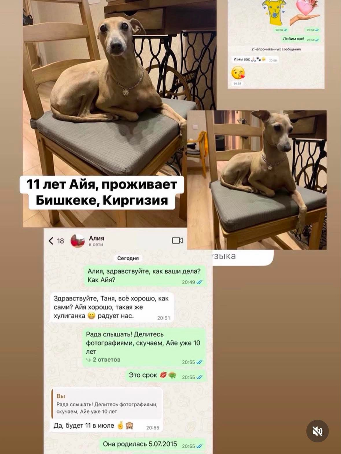 Наши ветераны-выпускники. Профессиональный питомник левреток РКФ/FCI ASTI SAPPHIRE 💎 Сочи|Санкт-Петербург