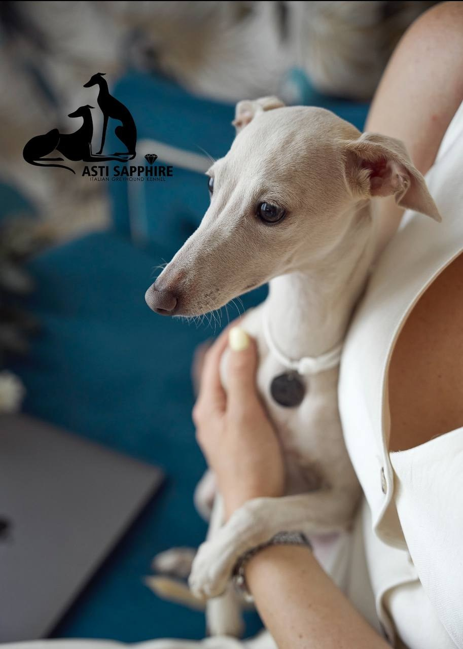 Asti Sapphire Yaasiina Laysan Cerulian. Профессиональный питомник левреток РКФ/FCI ASTI SAPPHIRE 💎 Сочи|Санкт-Петербург