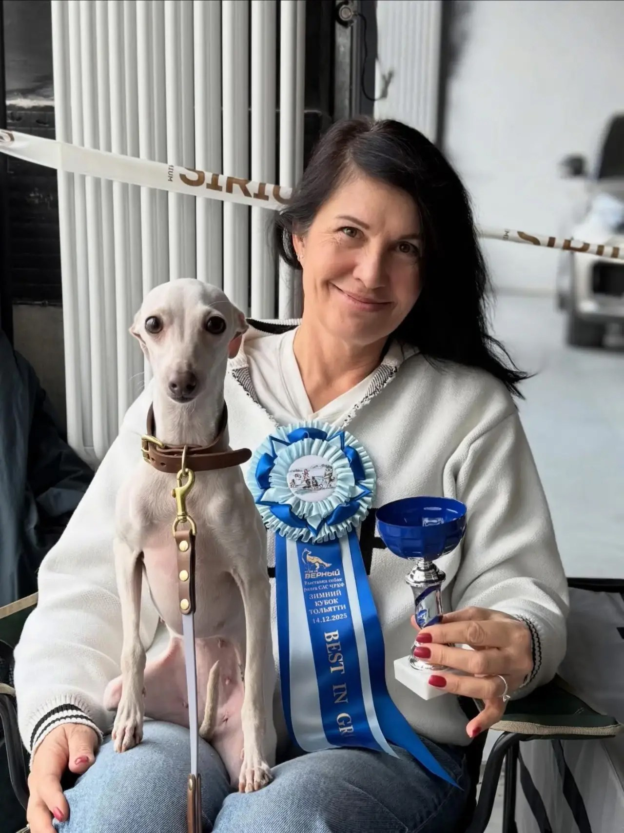 Красавица Цунами. Professional Italian Greyhound Kennel RKF/FCI ASTI SAPPHIRE 💎 Sochi|St. Petersburg