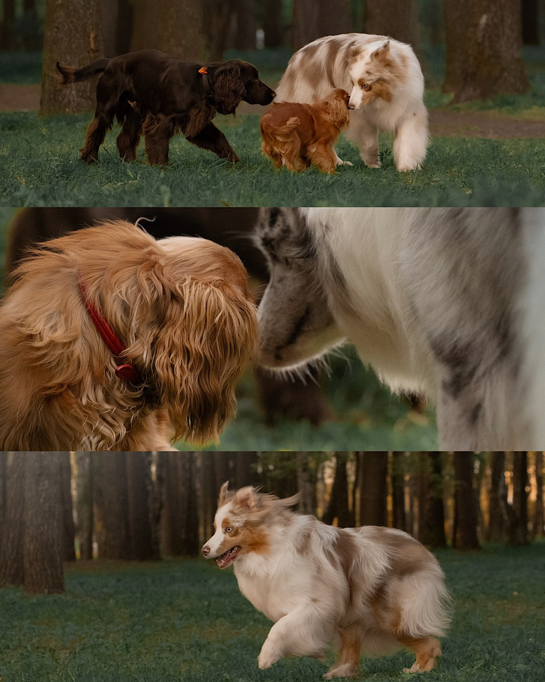 Света, Катрин, Умка. Фотограф анималист в Москве и Санкт-Петербурге Свиридова Анна
