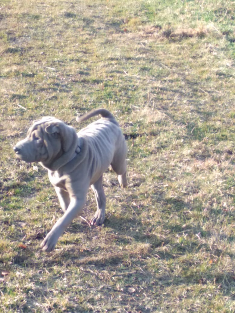 Купить Шарпей Самара, Купить Шарпея Самара, Купить щенка Шарпей Самара, ТОП питомник Шарпеев Самара, Питомник Шарпей  Самара, 