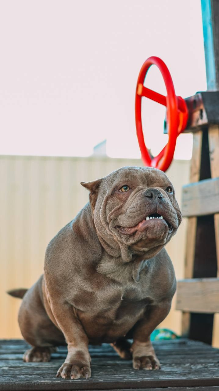 Познакомьтесь с Американским Булли в Иркутске. Питомник собак Иркутск