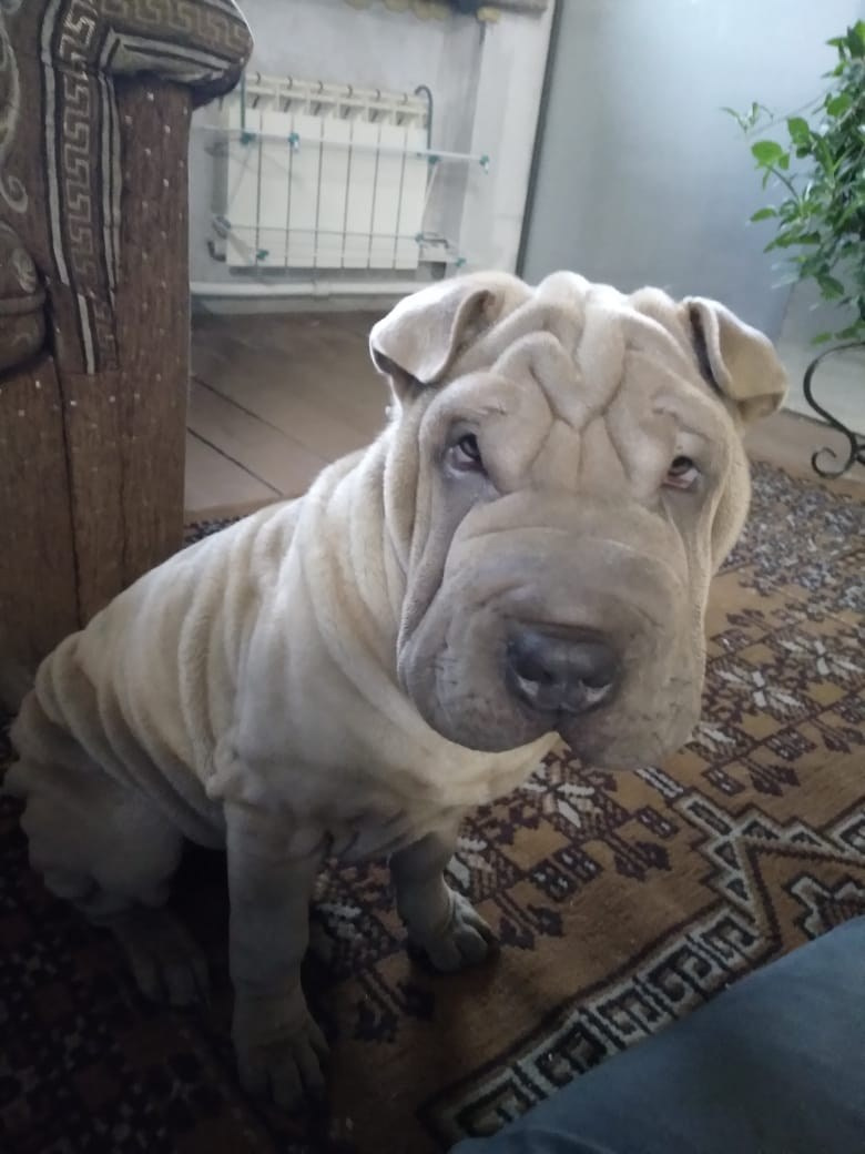 Купить Шарпей Ярославль, Купить Шарпея Ярославль, Купить щенка Шарпей Ярославль, ТОП питомник Шарпеев Ярославль, Питомник Шарпей  Ярославль, 