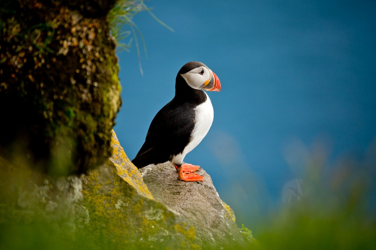 Wildlife photography. Photographer Kirill Sergeev | Moscow