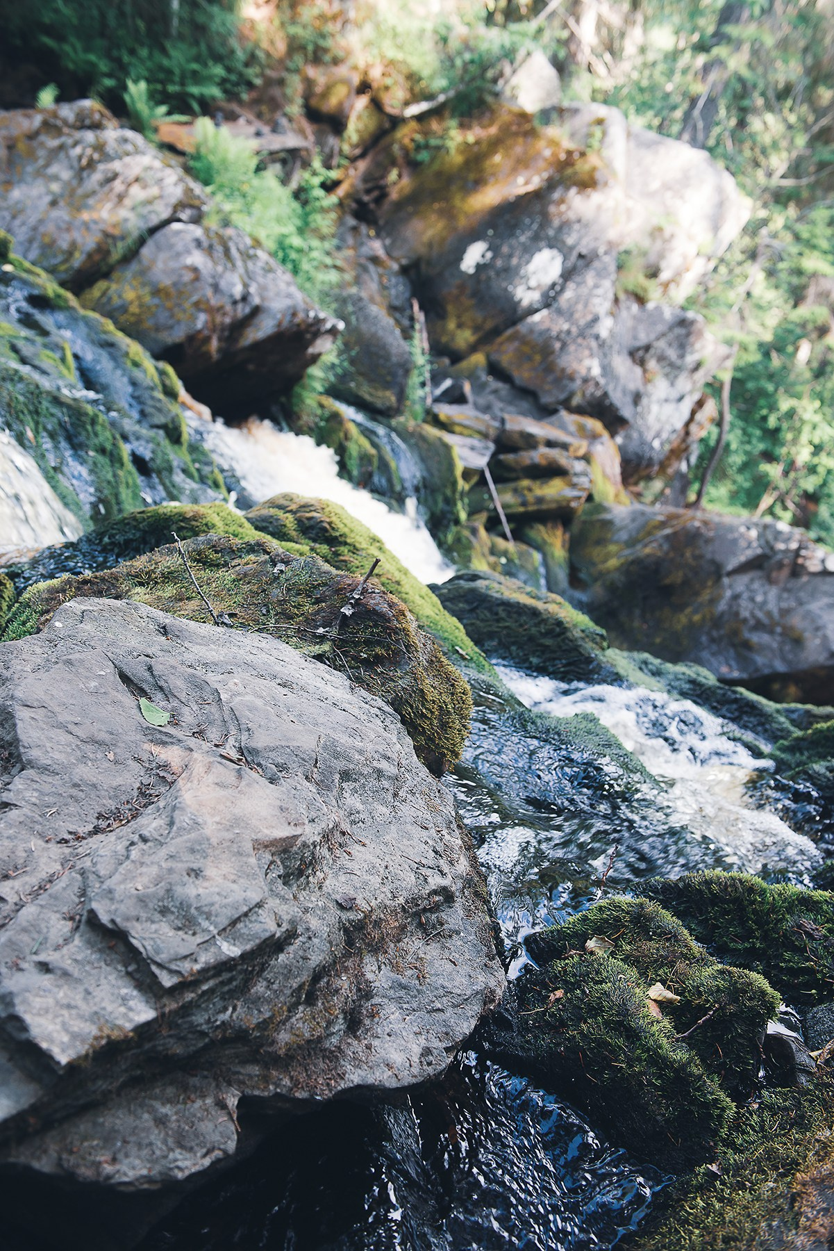 Карелия. Фотограф-анималист Наталья Светличная
