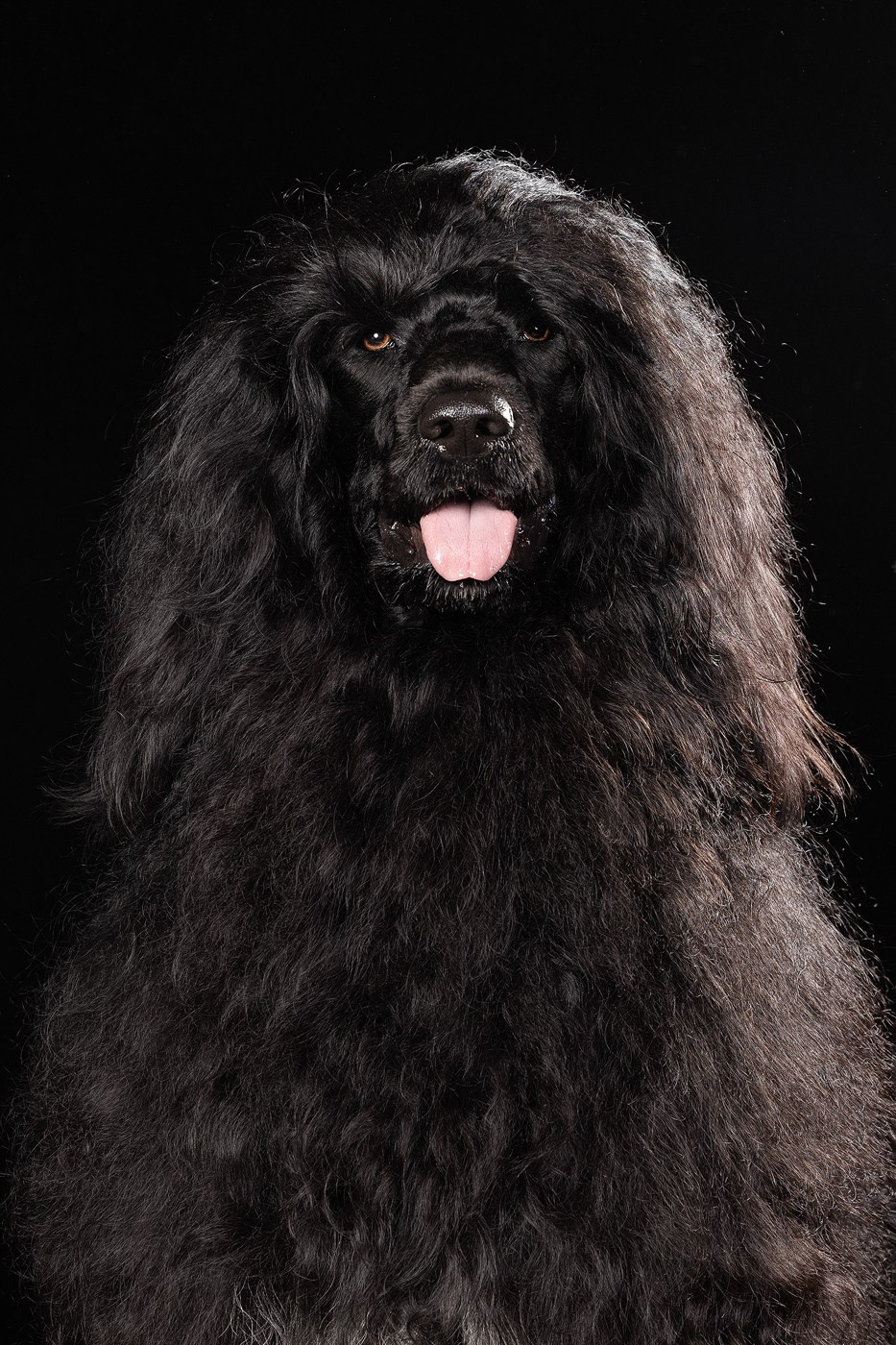 Небольшой отчёт о том, как прошли студиные фото дни. Фотограф-анималист Natalia Deingel | Фотосъемка собак в Москве