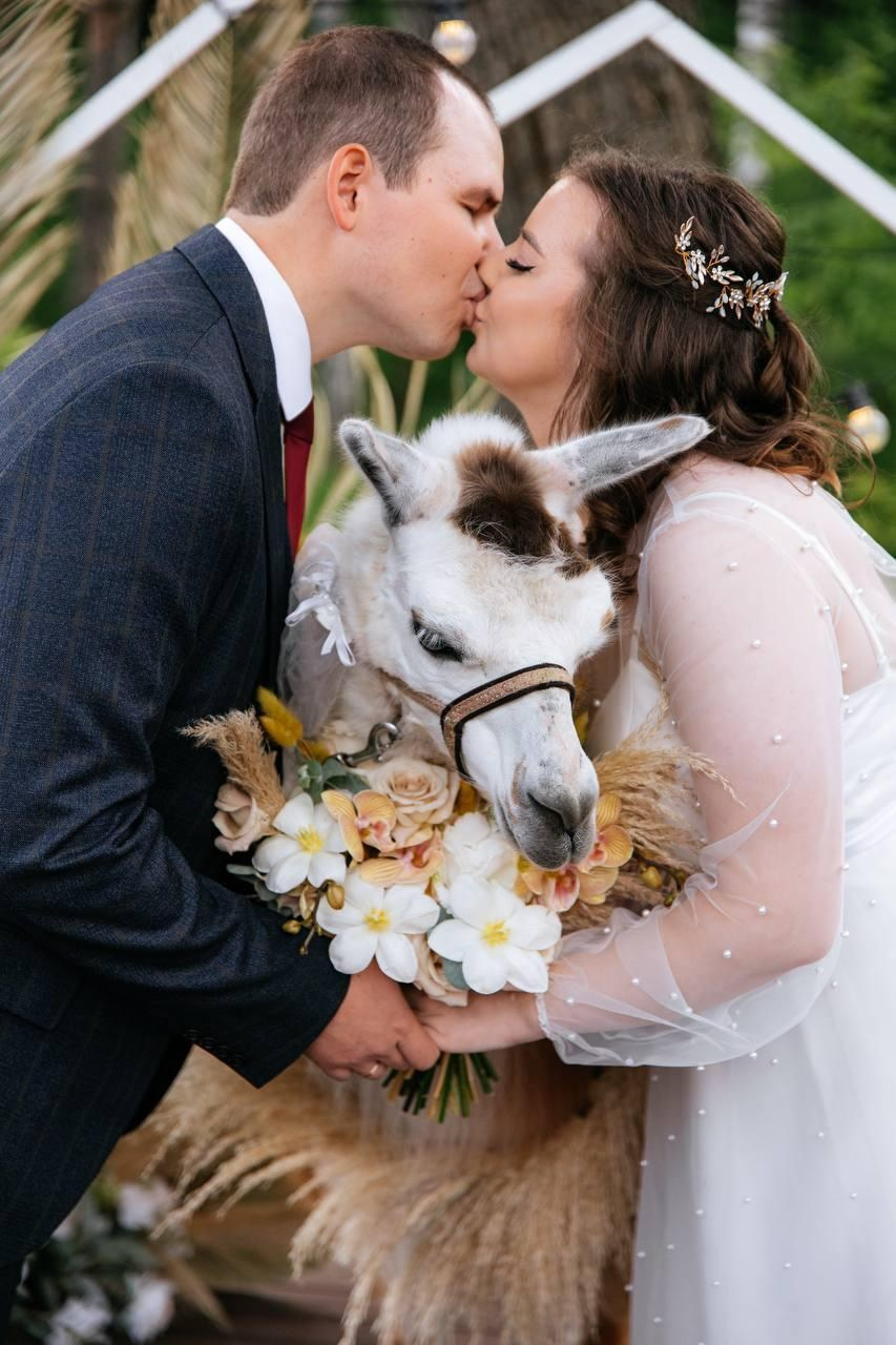 Шоу с Ламой. Подрядчики и друзья сети свадебных площадок House for wedding