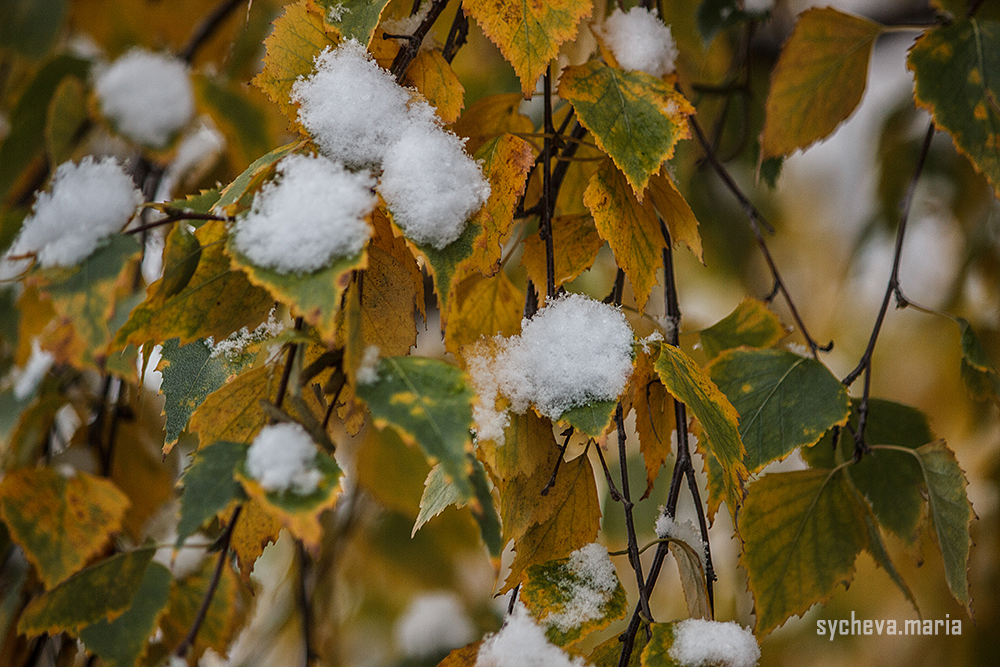 Первый снег. Детский и семейный фотограф, фотограф мероприятий Нижний Новгород