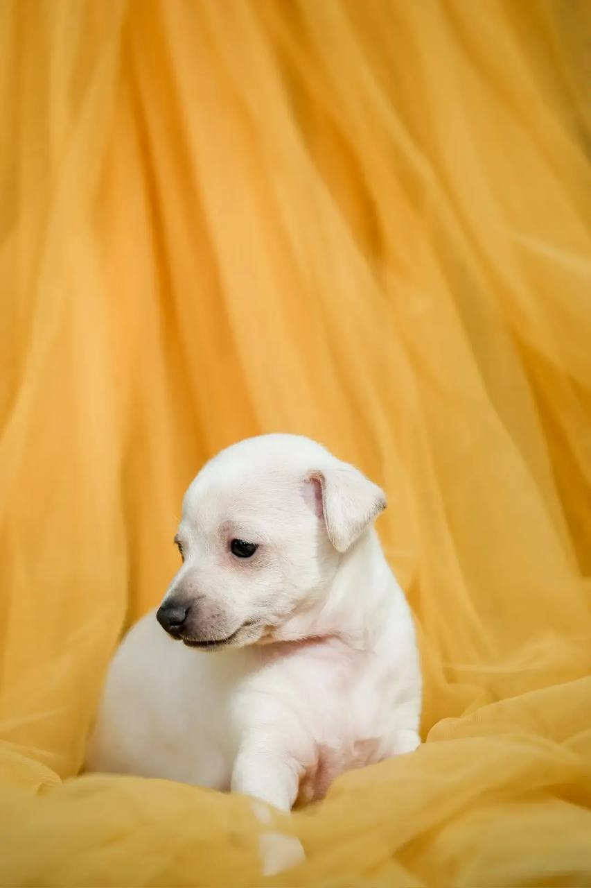 Белоснежные. Профессиональный питомник левреток РКФ/FCI ASTI SAPPHIRE 💎 Сочи|Санкт-Петербург