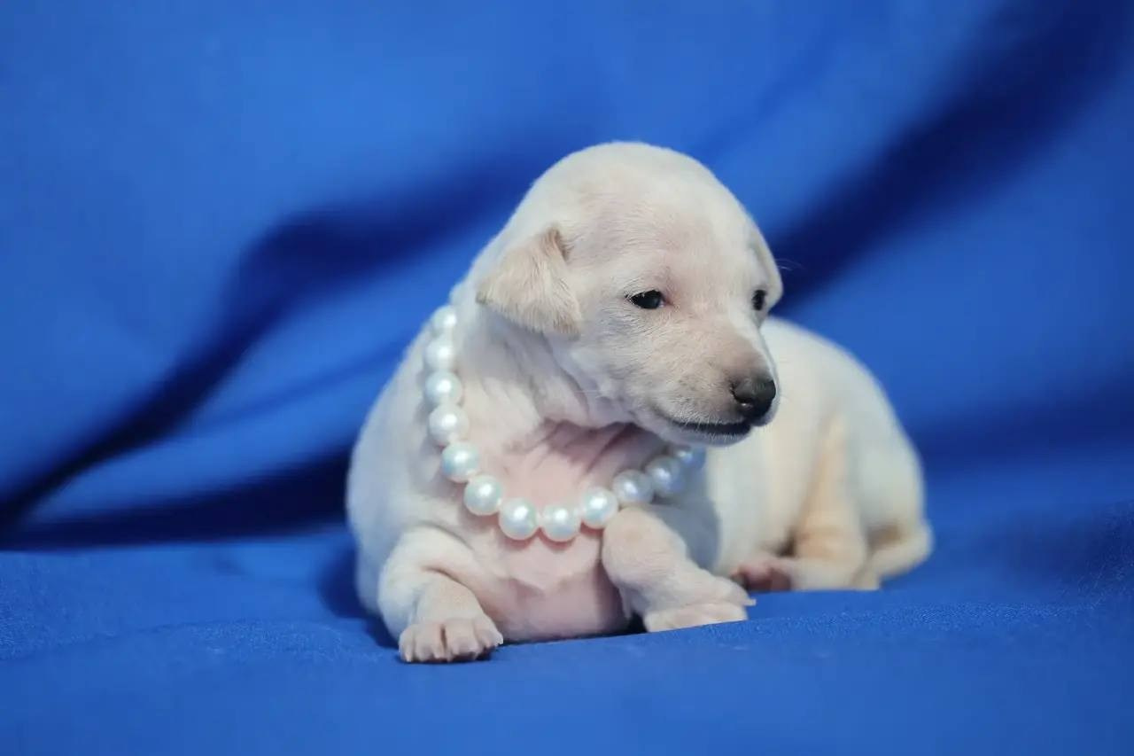 Белоснежные. Профессиональный питомник левреток РКФ/FCI ASTI SAPPHIRE 💎 Сочи|Санкт-Петербург