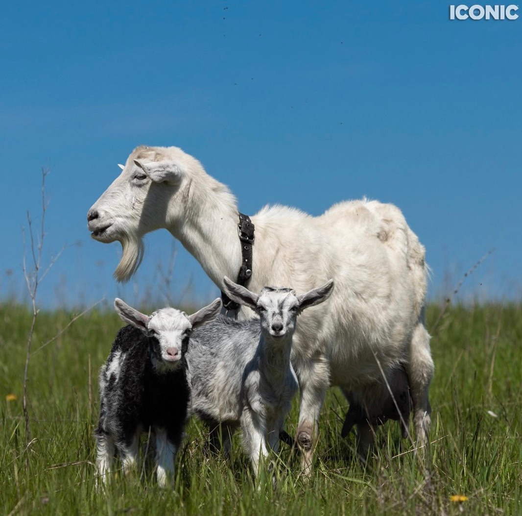 Деревенские зарисовки. Семейный LIFESTYLE фотограф в Москве