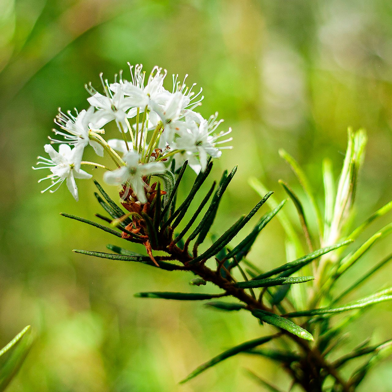 Травы. Природа севера