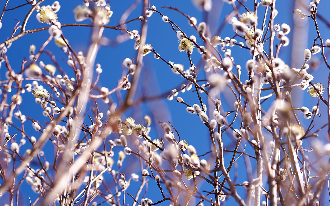 Кустарники. Природа севера