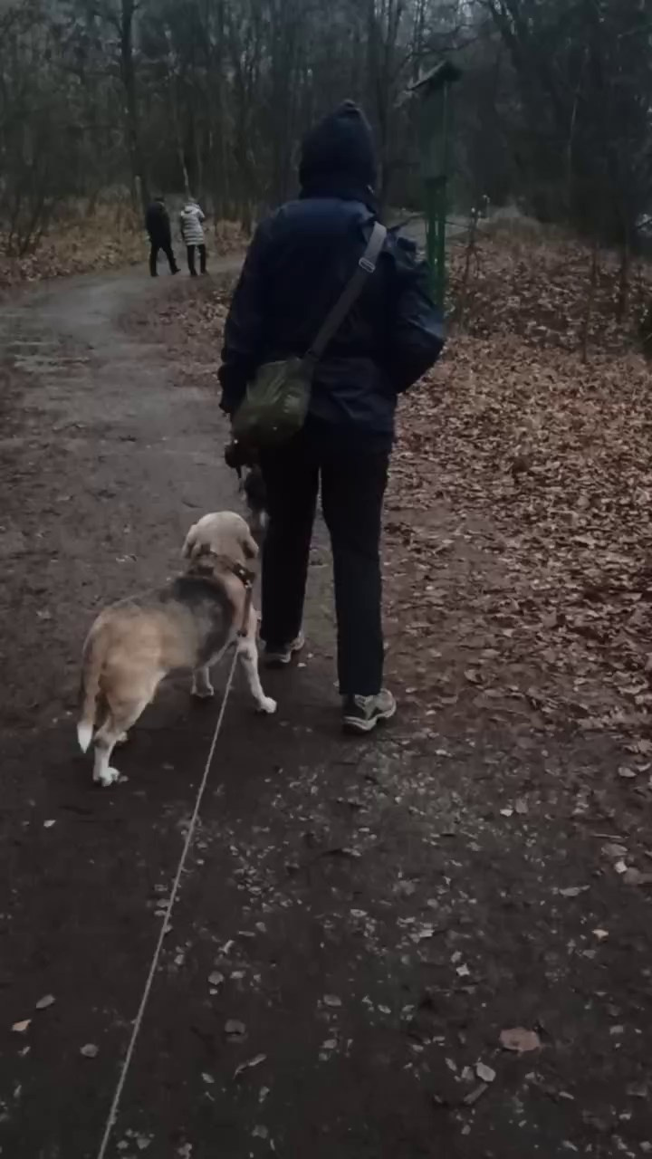 Рейко сынок Честера. Питомник китайских хохлатых собак Poale Ell: купить щенка в питомнике
