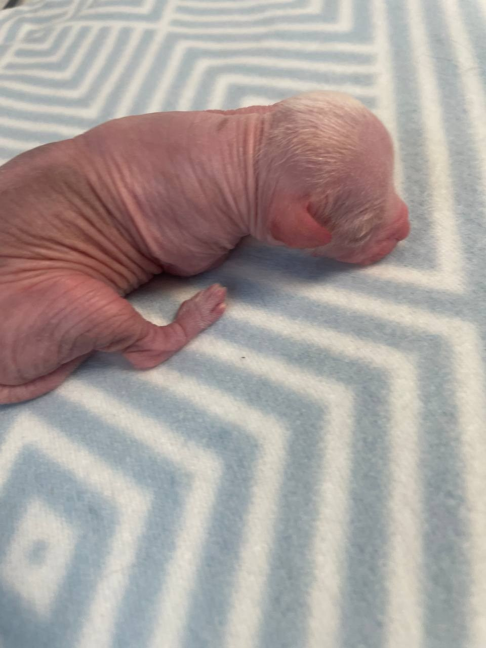 D1 День Рождения