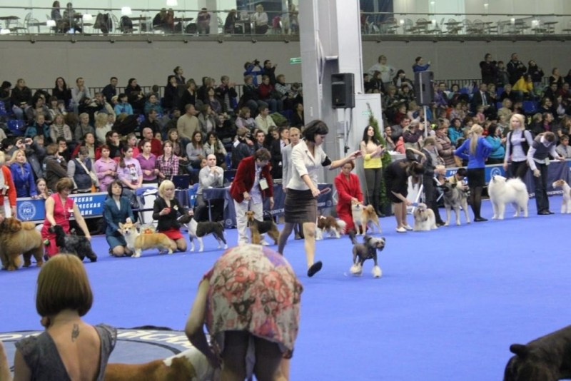 Нерону (Zlato Dinastii Neron) — 14 лет. Поздравляем тебя, наш знаменитый папа!. Питомник китайских хохлатых собак Poale Ell: купить щенка