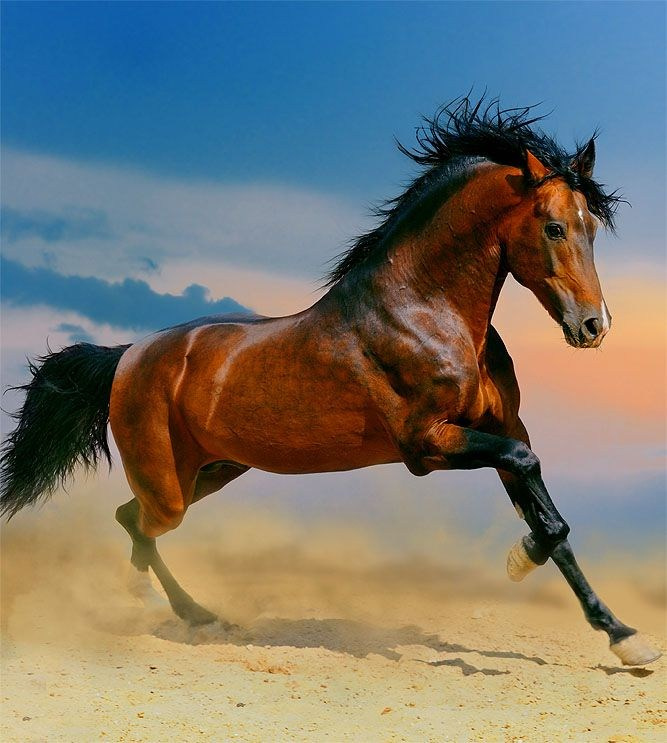 How to buy a horse. Liana Antanovich | Equestrian Strategies