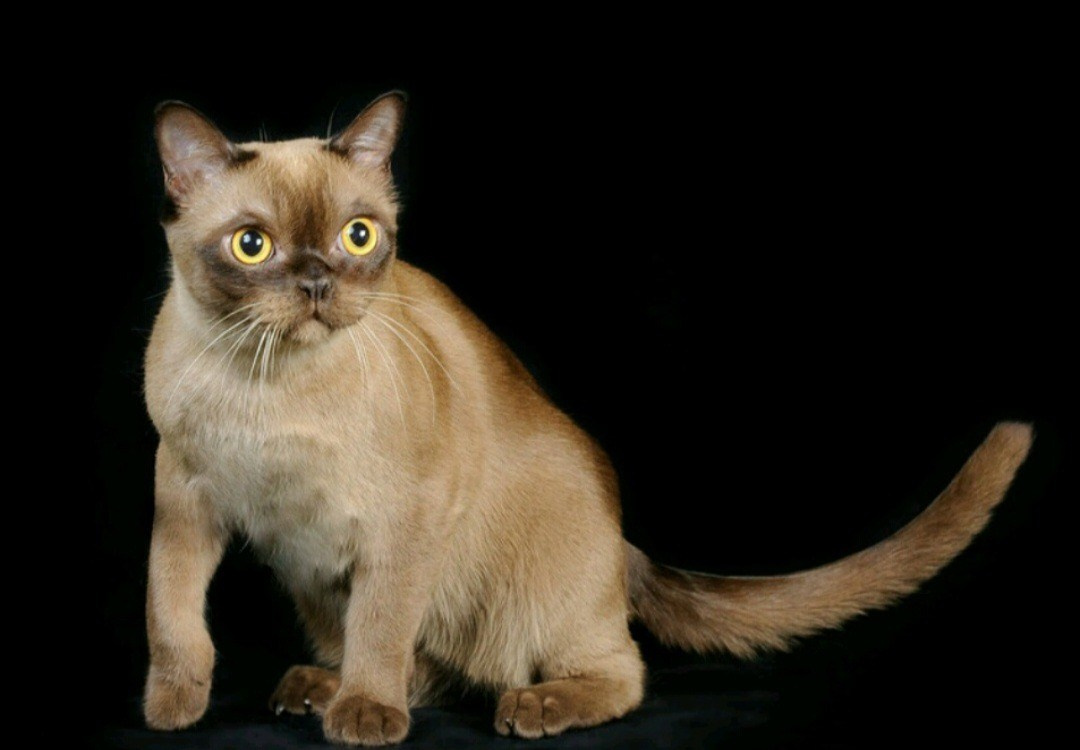 Котёнок американской бурмы. Las Burmas — питомник американской бурмы традиционных линий