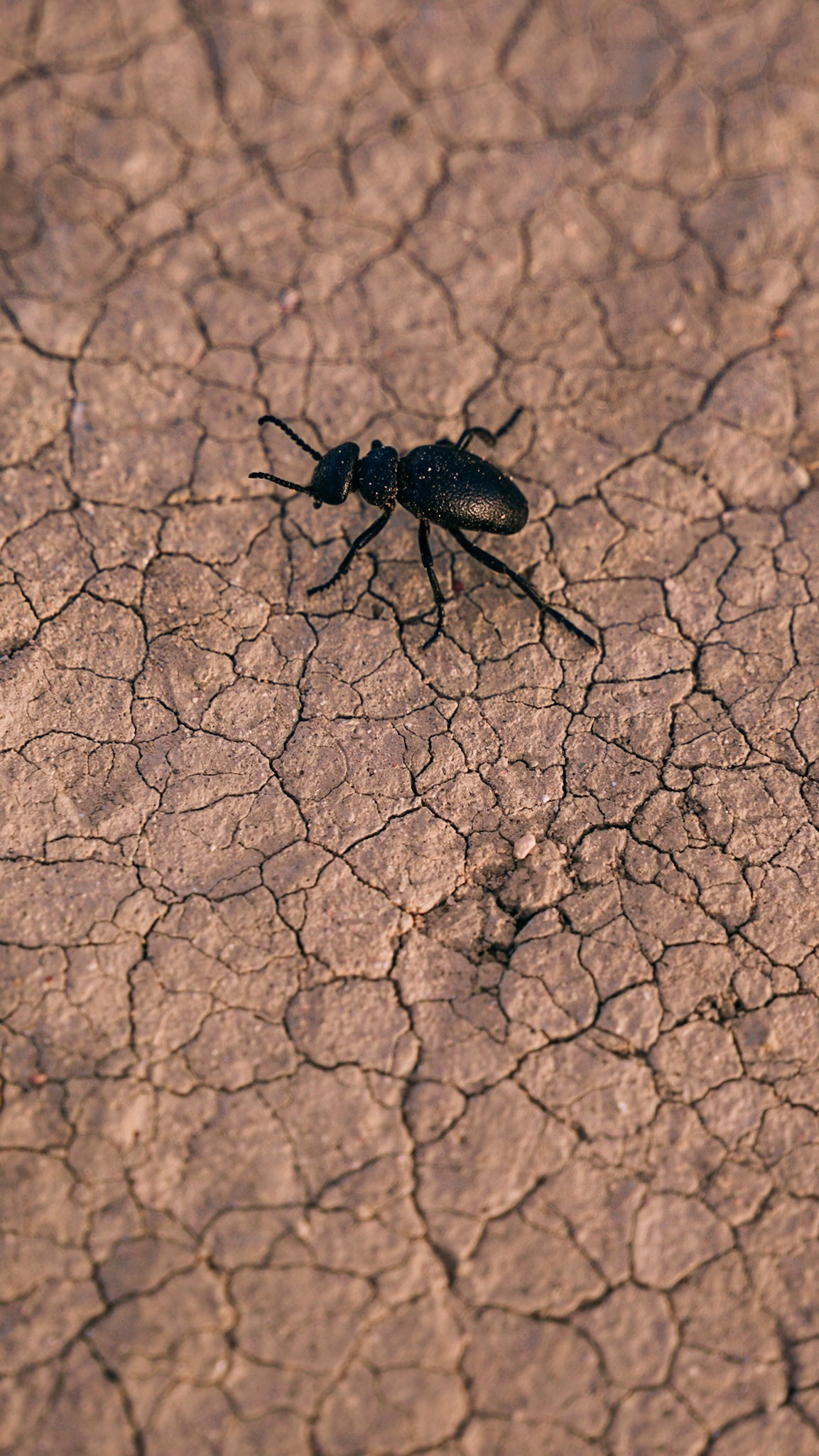 Кыргызстан. Человек с фотокамерой