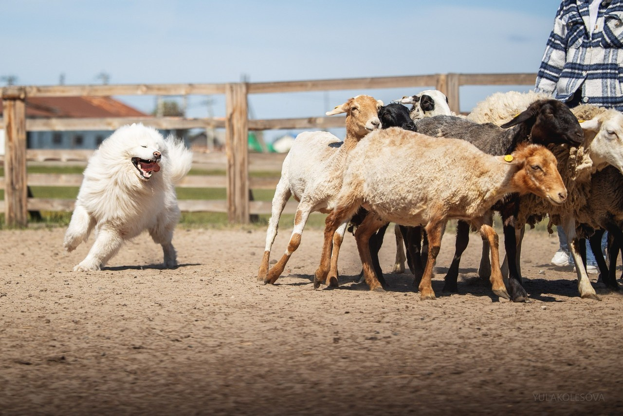 Отзывы. YULA KOLESOVA | Фотограф — Анималист | Художник | Тюмень