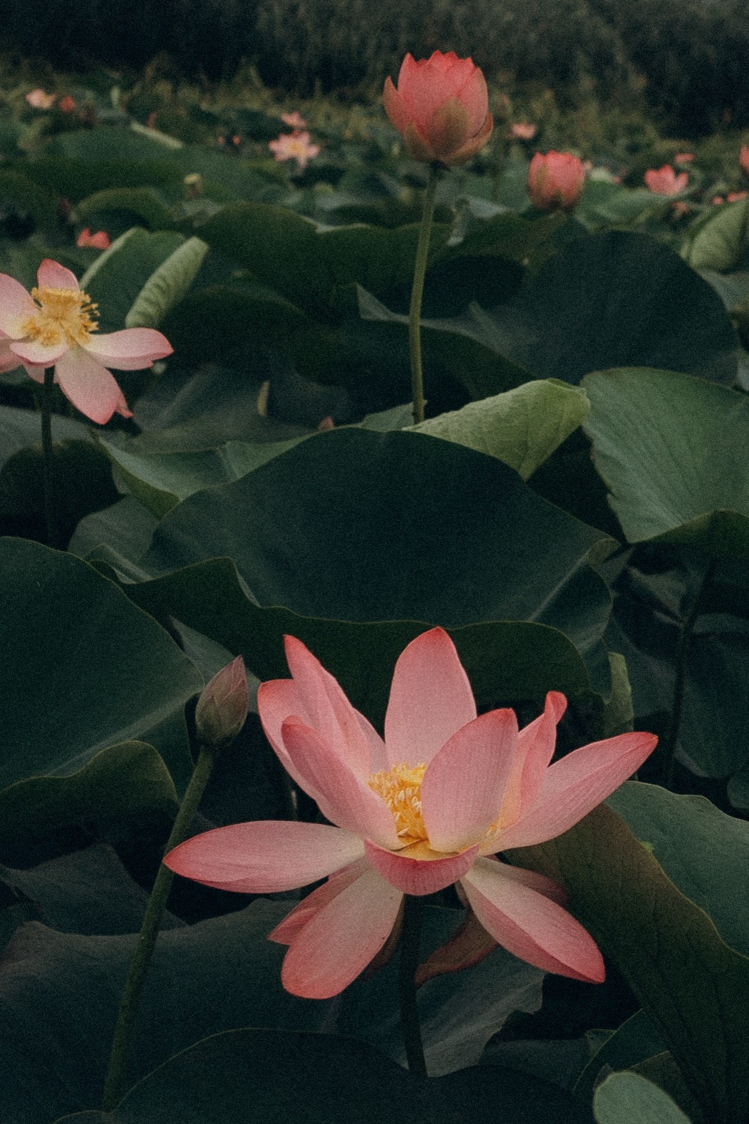 ЛОТОСОВАЯ ПОЛЯНА. Профессиональный фотограф, Санкт-Петербург — Виктория Богомолова