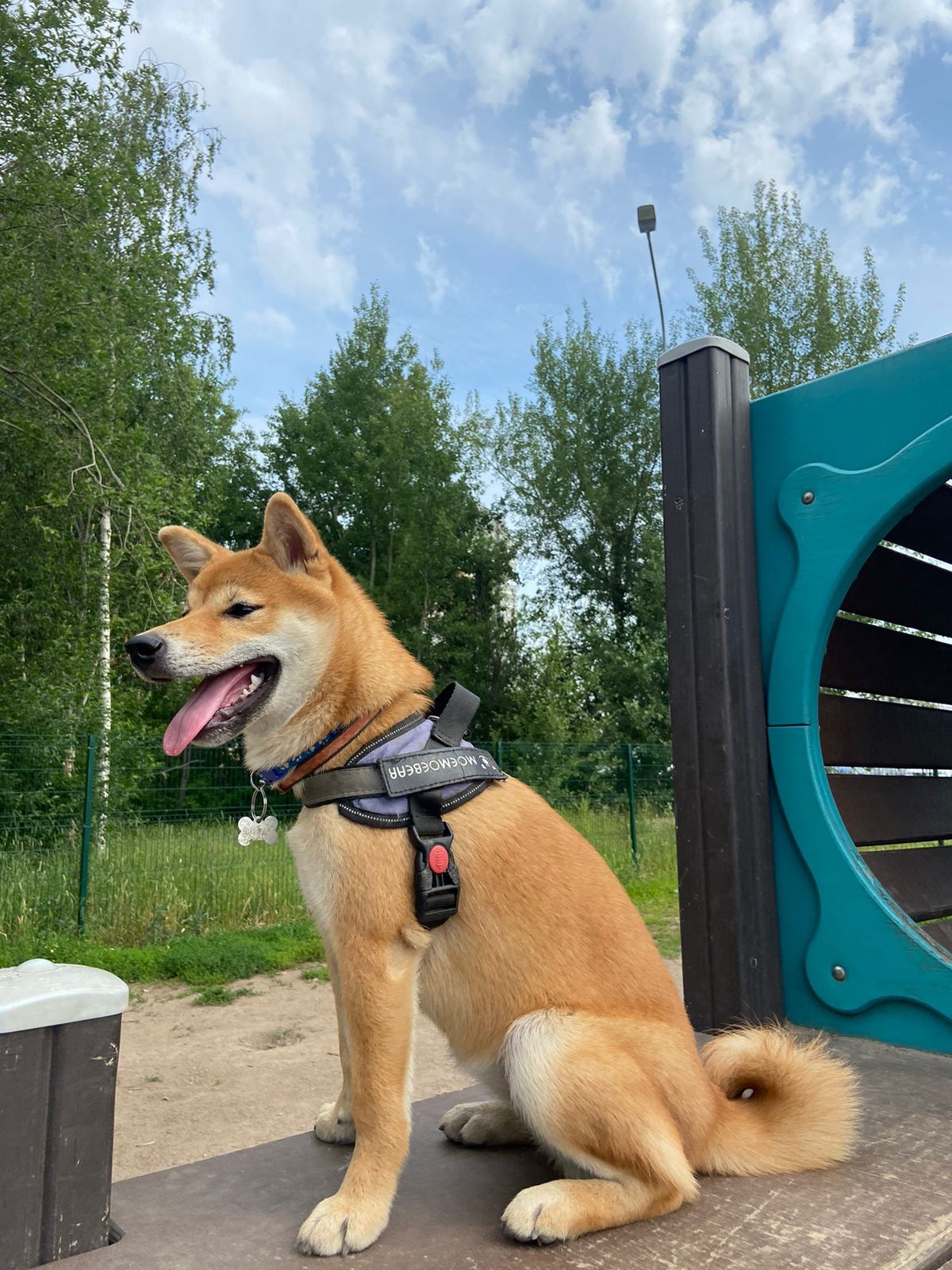 сиба питомник Рубилайт щенки на продажу rubylight  сиба щенки купить