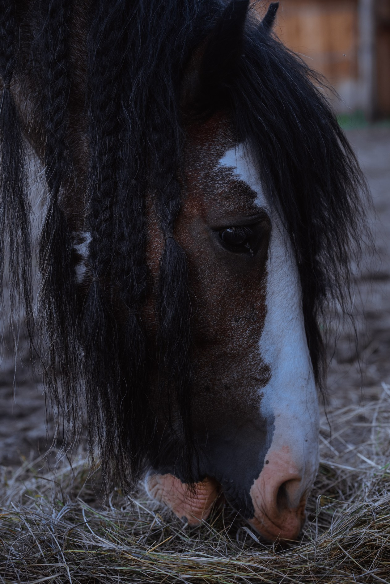 Рехорс. Женский и детский фотограф. Классбуки