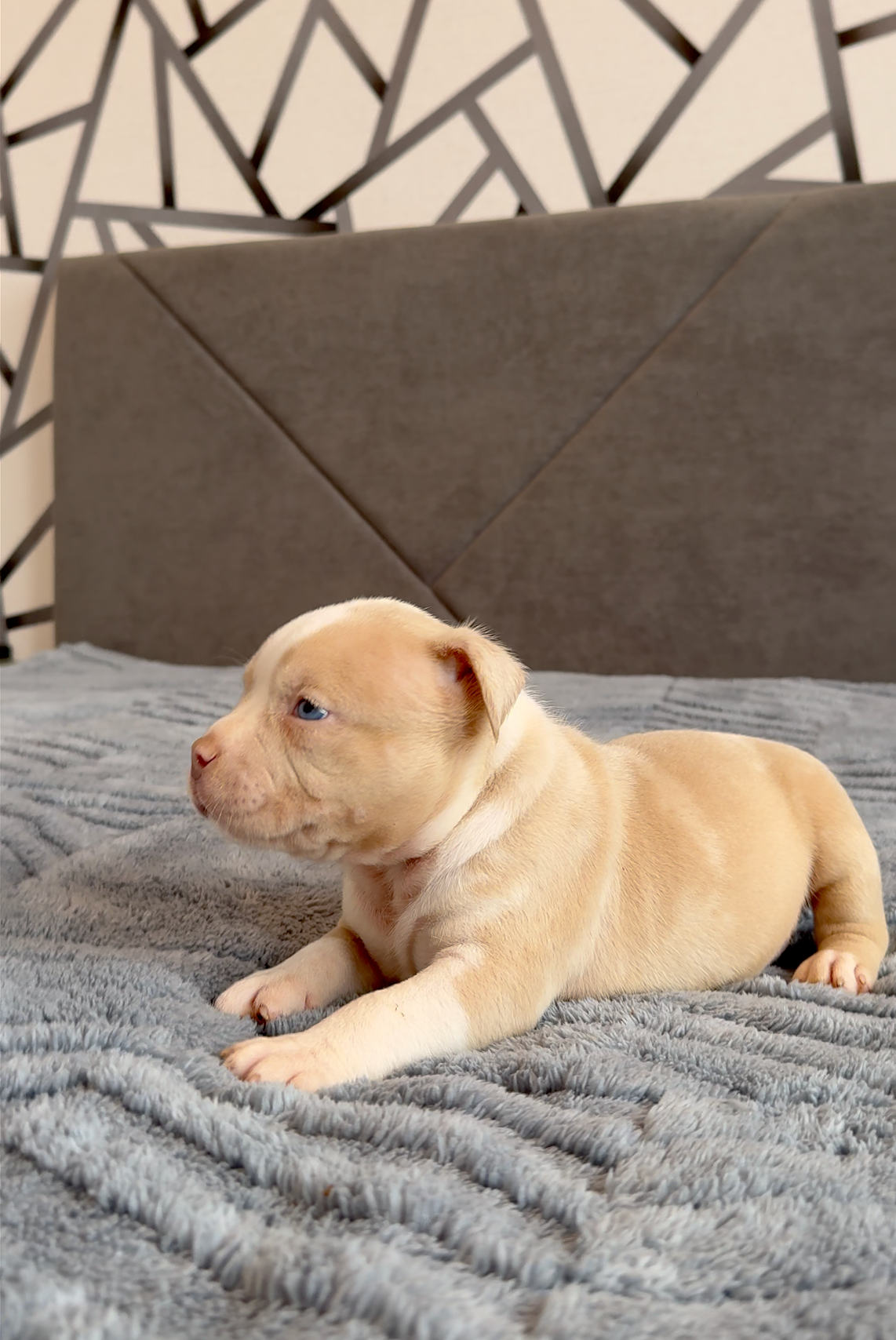 21.02.26-Мила-Турук. Американский Булли в г. Ростов-на-Дону. Питомник THE POWER OF SIBERIA